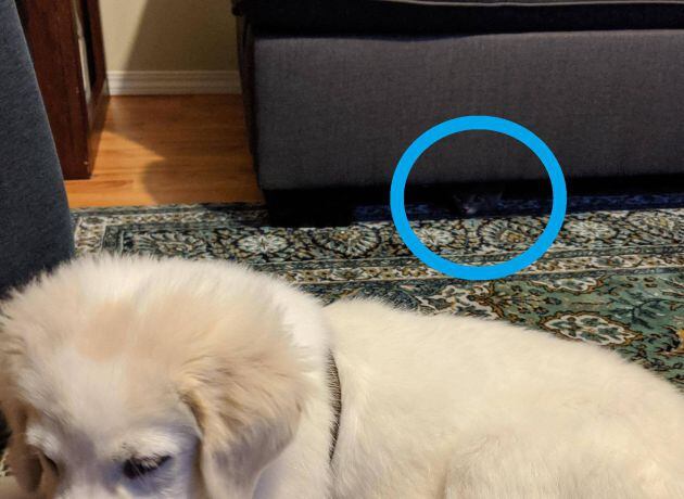 El gato estaba bajo el sofá.