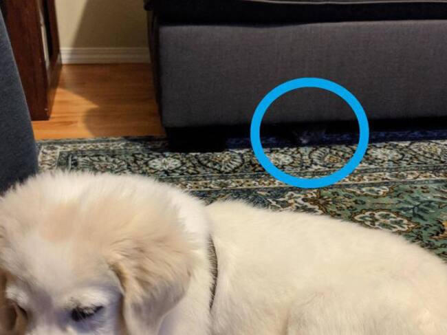 El gato estaba bajo el sofá.