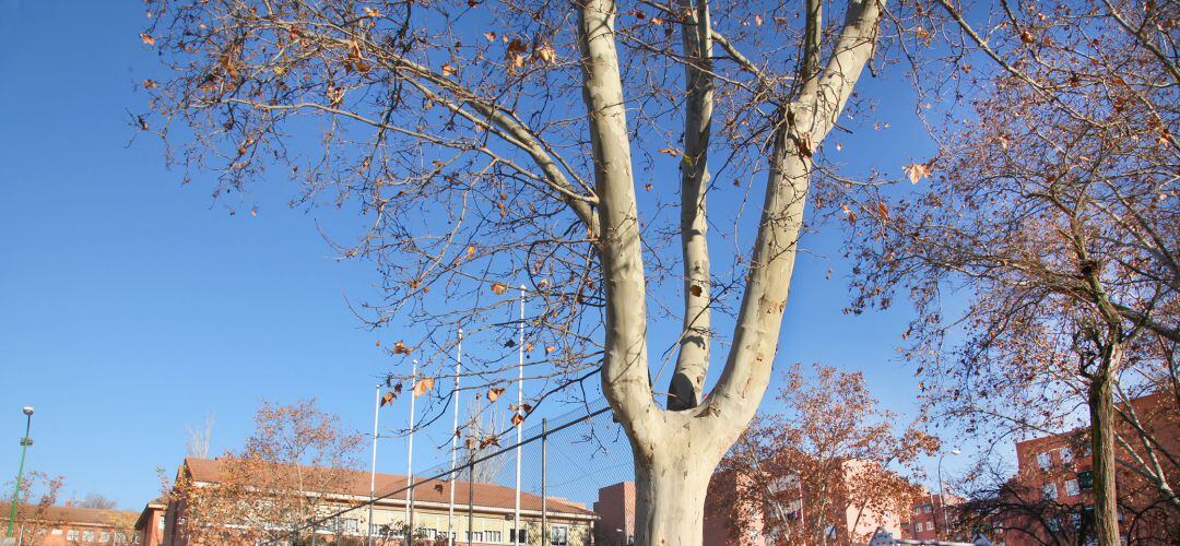 El plan está recogido en la Carta de Servicios de Parques y Jardines