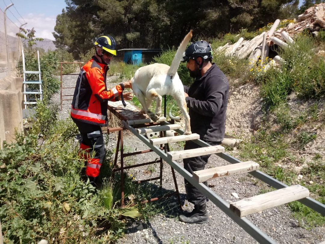 Unidad canina de los bomberos de Ibiza