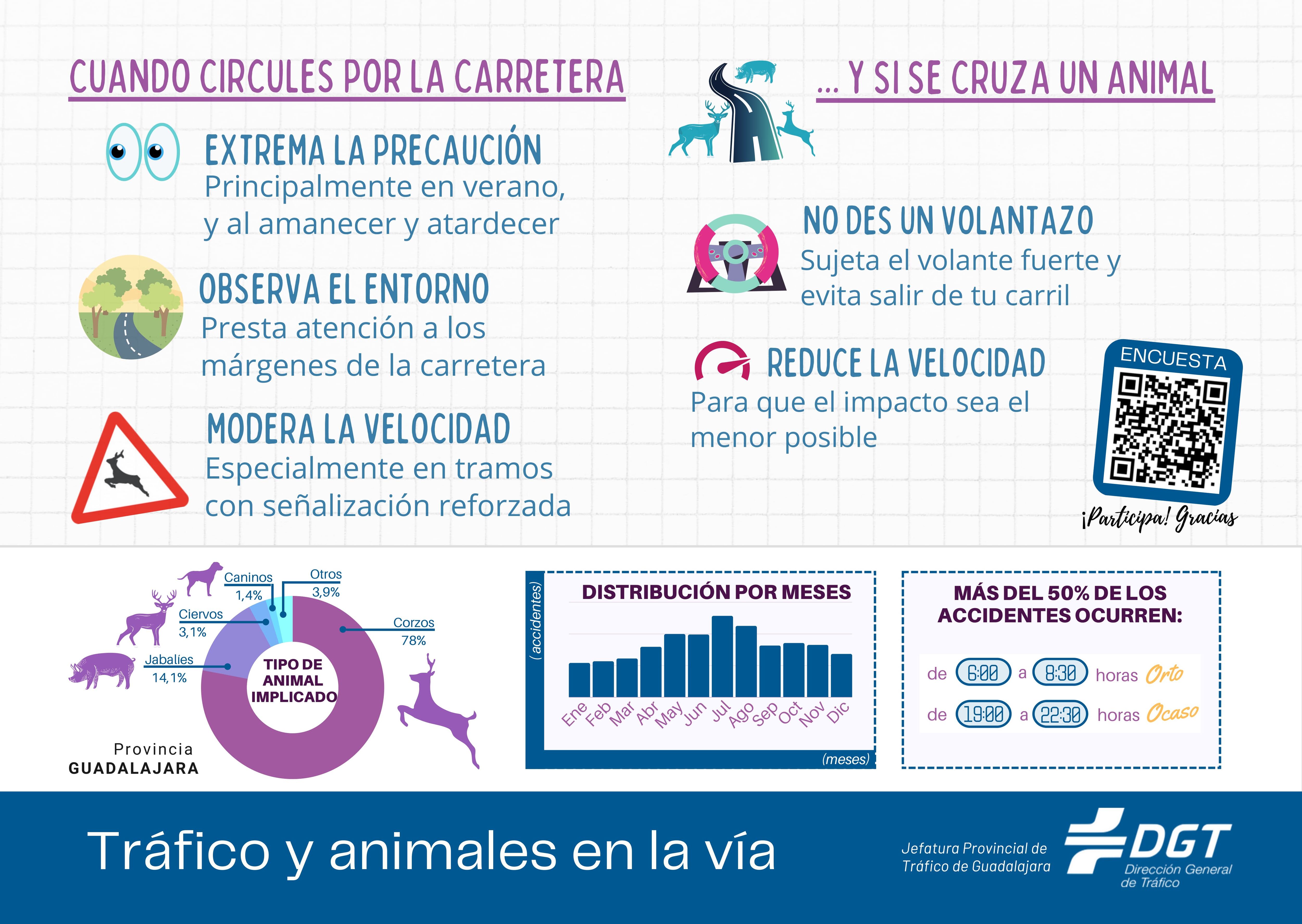 Consejos para evitar accidentes con animales/DGT