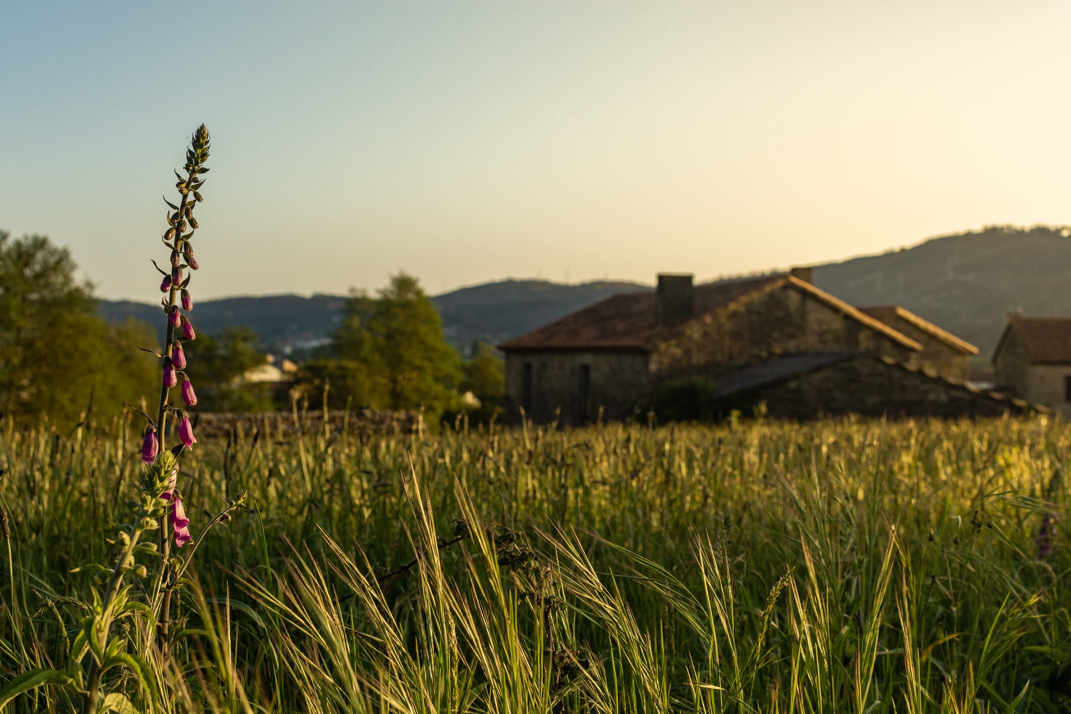 Rural landscape with a hill at sunrise with warm light, trails in the meadow leading to the golden sun