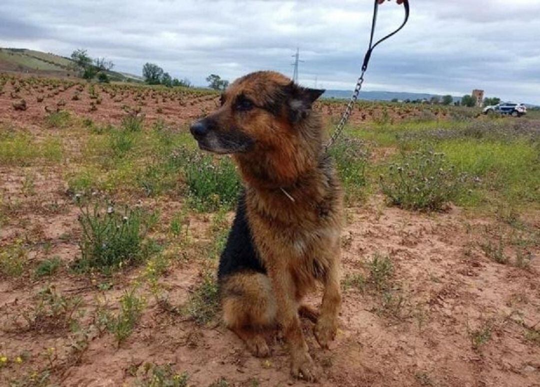 Perro rescatado por los bomberos de Ciudad Real