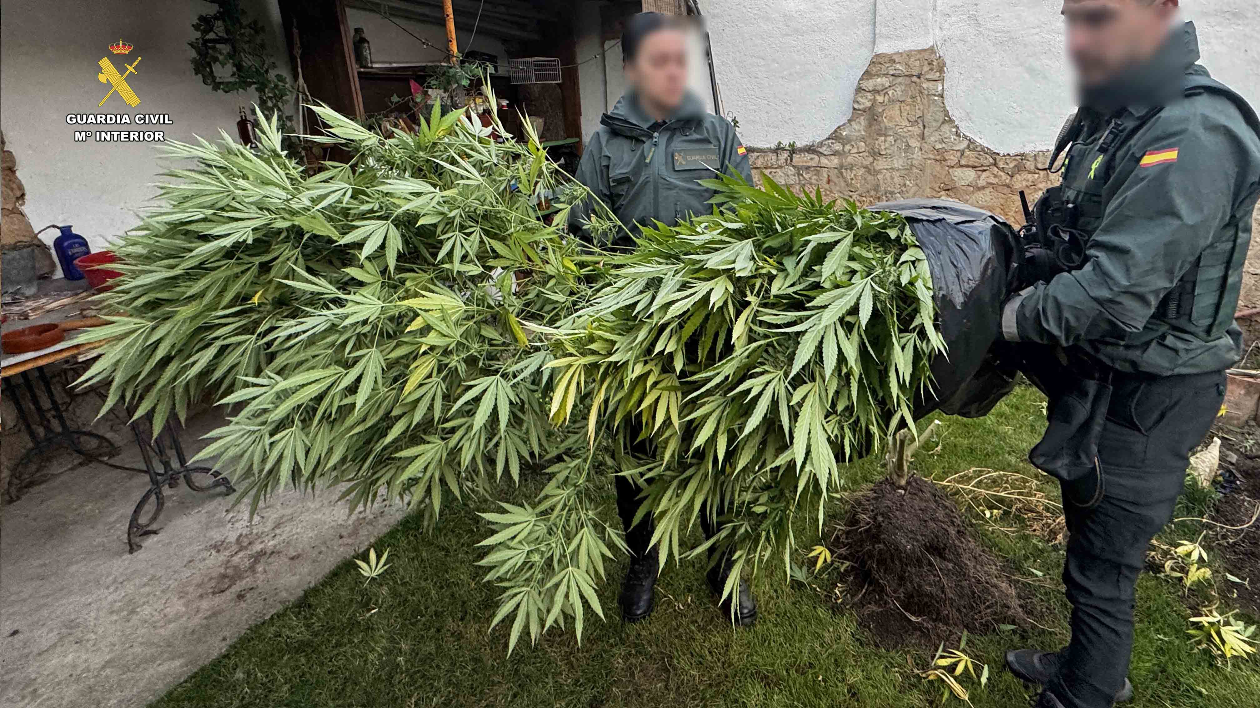 Localizada una vivienda en Arrúbal destinada al cultivo de cannabis