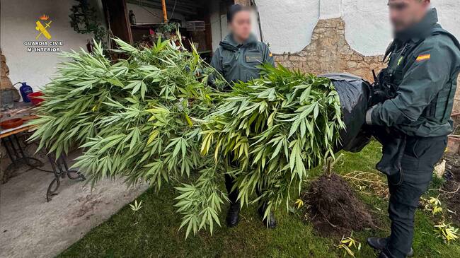 Localizada una vivienda en Arrúbal destinada al cultivo de cannabis