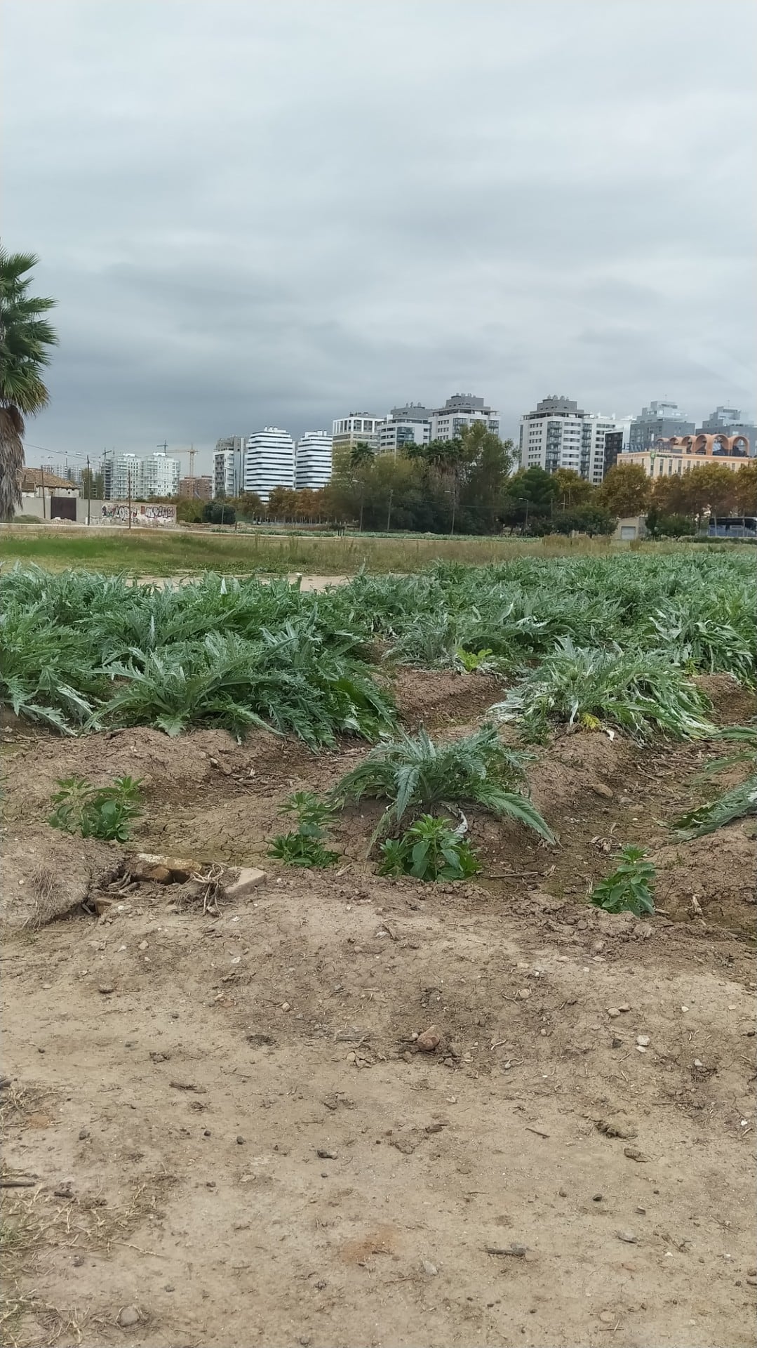 Huerta de València