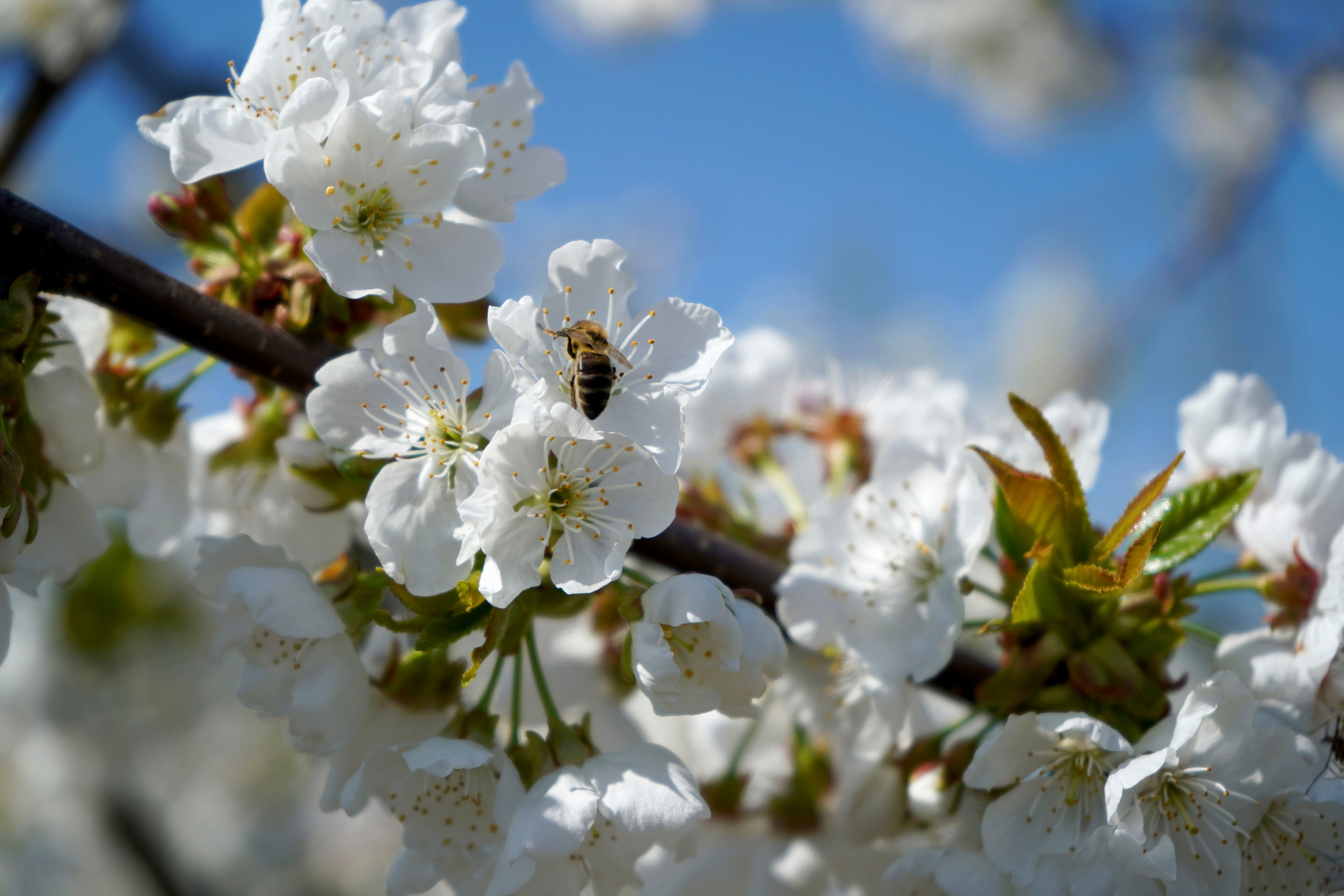 Los alergólogos extremeños advierten de una primavera complicada