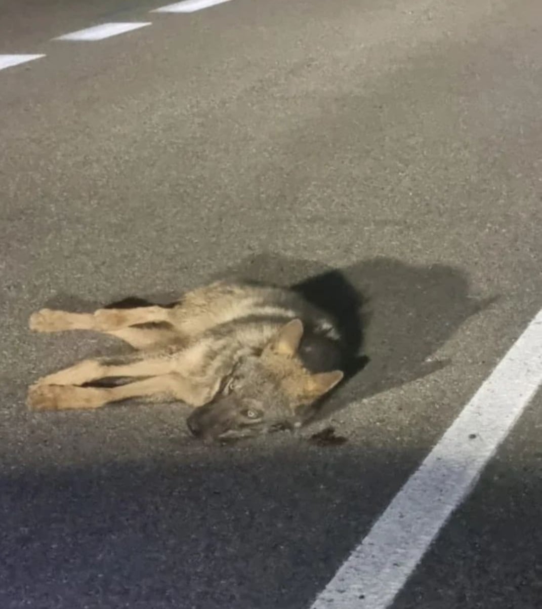 El lobo fue socorrido por la Guardia Civil de Palencia