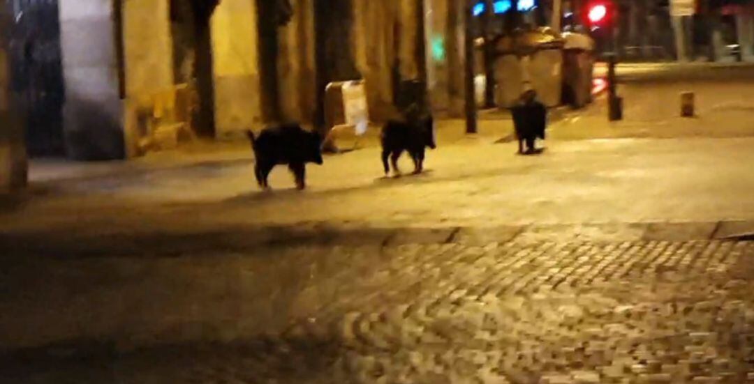 Els senglars sortint de Plaça Independència