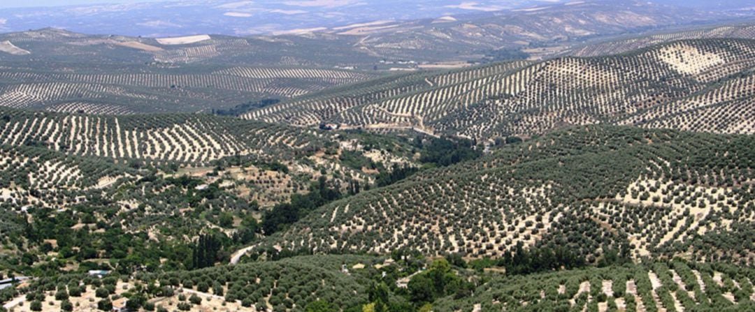 Olivares de Sierra Mágina.