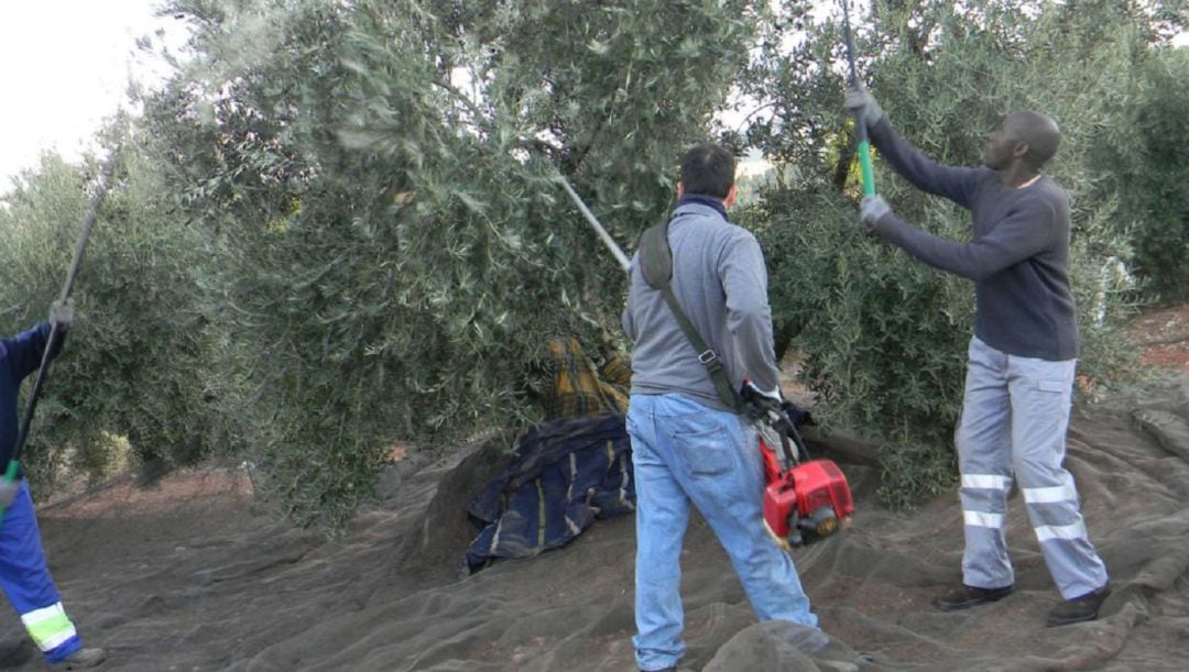 Hombres trabajando en la campaña de la aceituna.