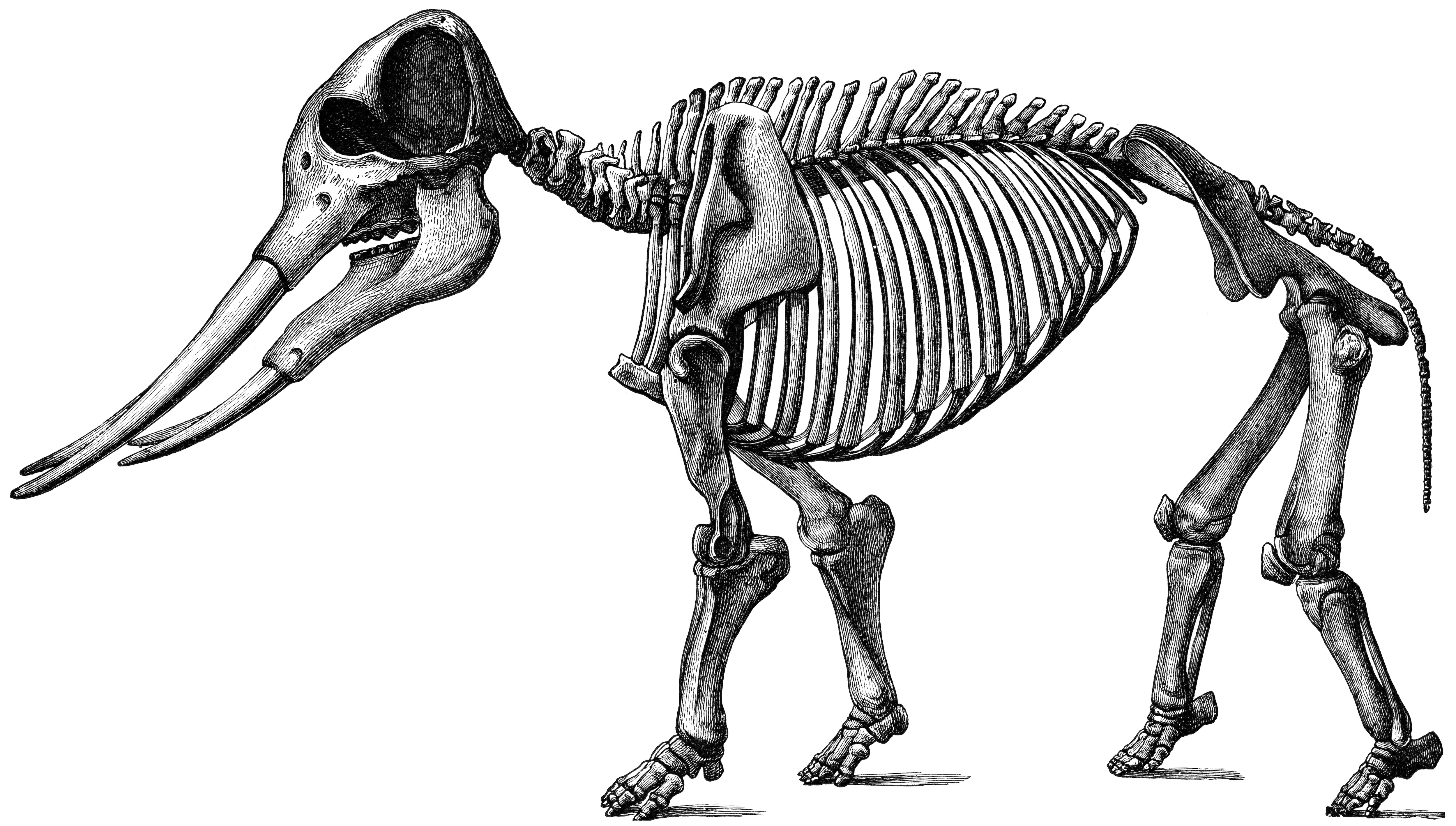 Elefante de la especie Gomphotherium angustidens