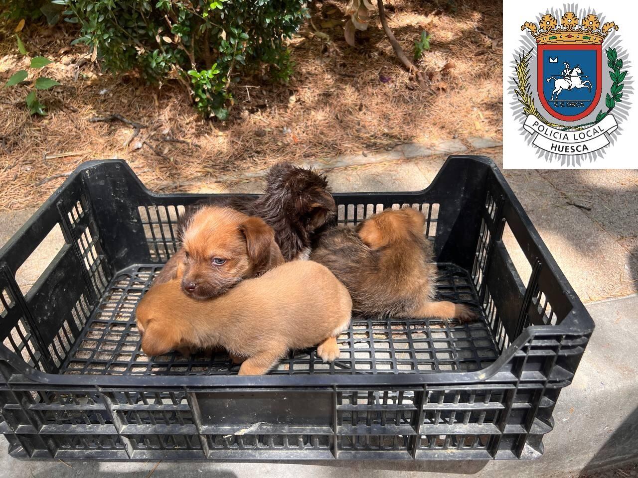 Cachorros que iban a venderse de manera ilegal
