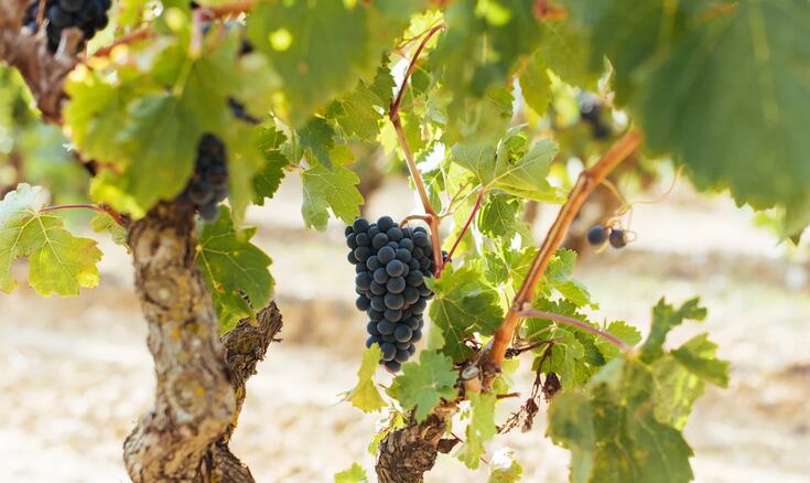 El viñedo de la Denominación de Origen Calificada Rioja avanza de forma óptima