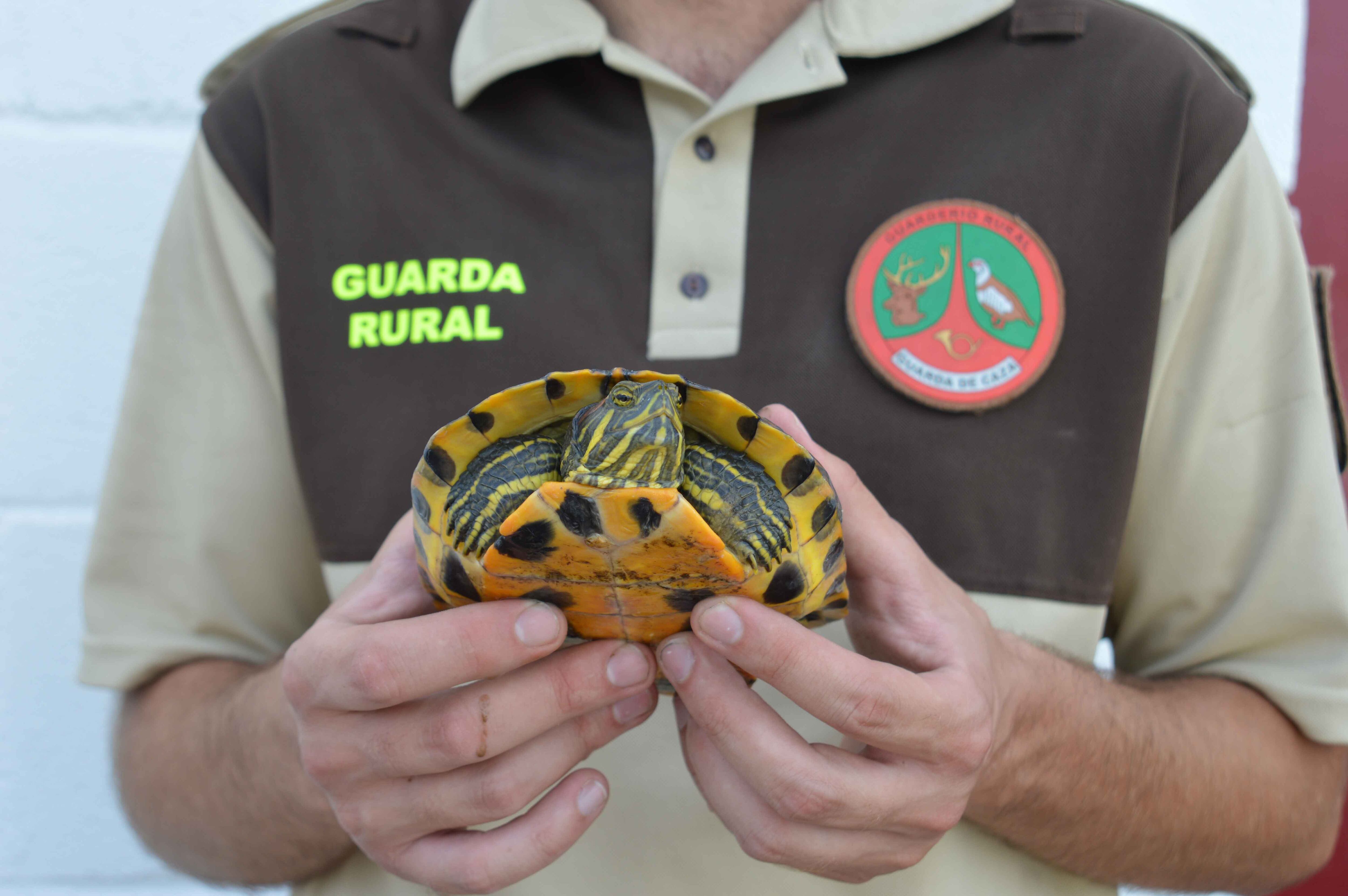 Toturga de Florida en el río Mijares