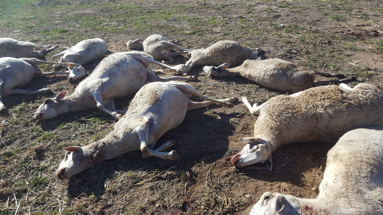 El ganado afectado por los ataques de lobos