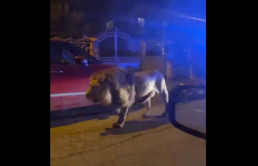 Un león escapa de un circo y siembra el caos durante horas en la ciudad italiana de Ladispoli. Captura