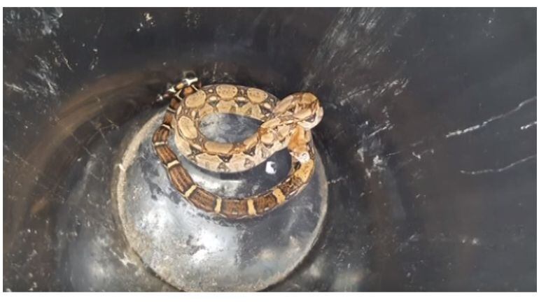 Serpiente boa constrictor