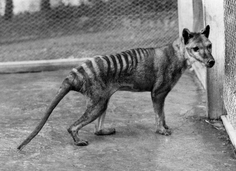 Fotografía de archivo de un tigre de Tasmania