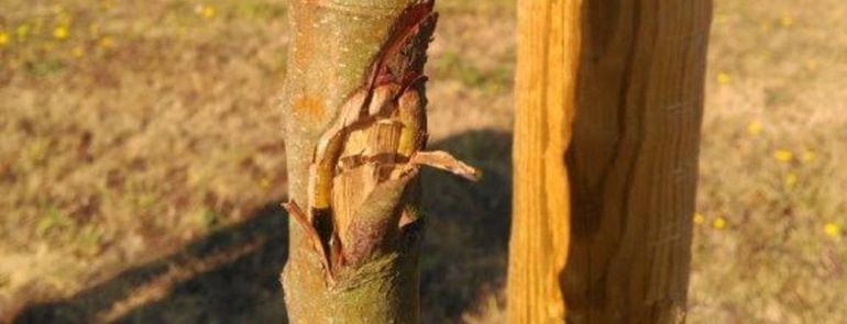 Árboles dañados en As Galeras