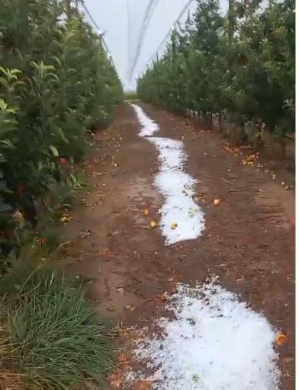 Una finca afectada per la pedregada d'aquest dimarts. Foto: Jaume Gardeñes (Unió de Pagesos).