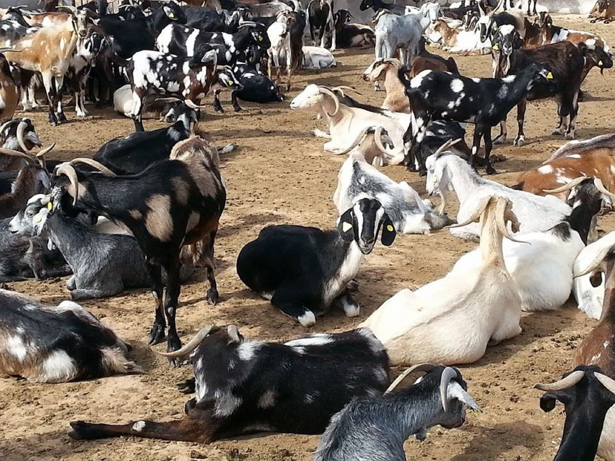 Imagen de archivo en una ganadería en Lanzarote.