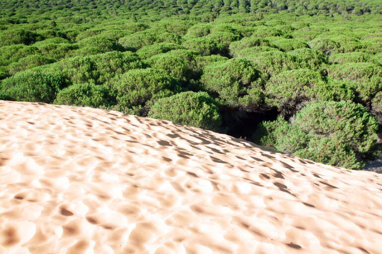 Imagen de la Duna de Valdevaqueros  