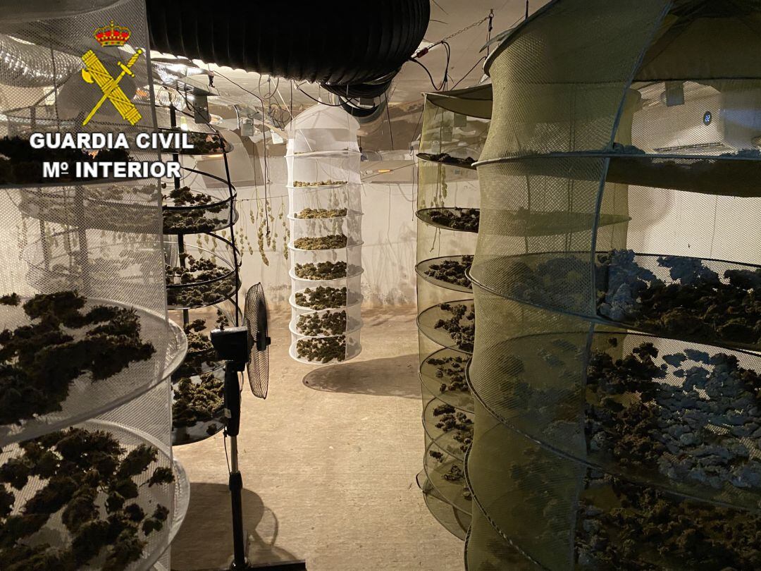 Los cultivos han sido localizados en tres viviendas unifamiliares