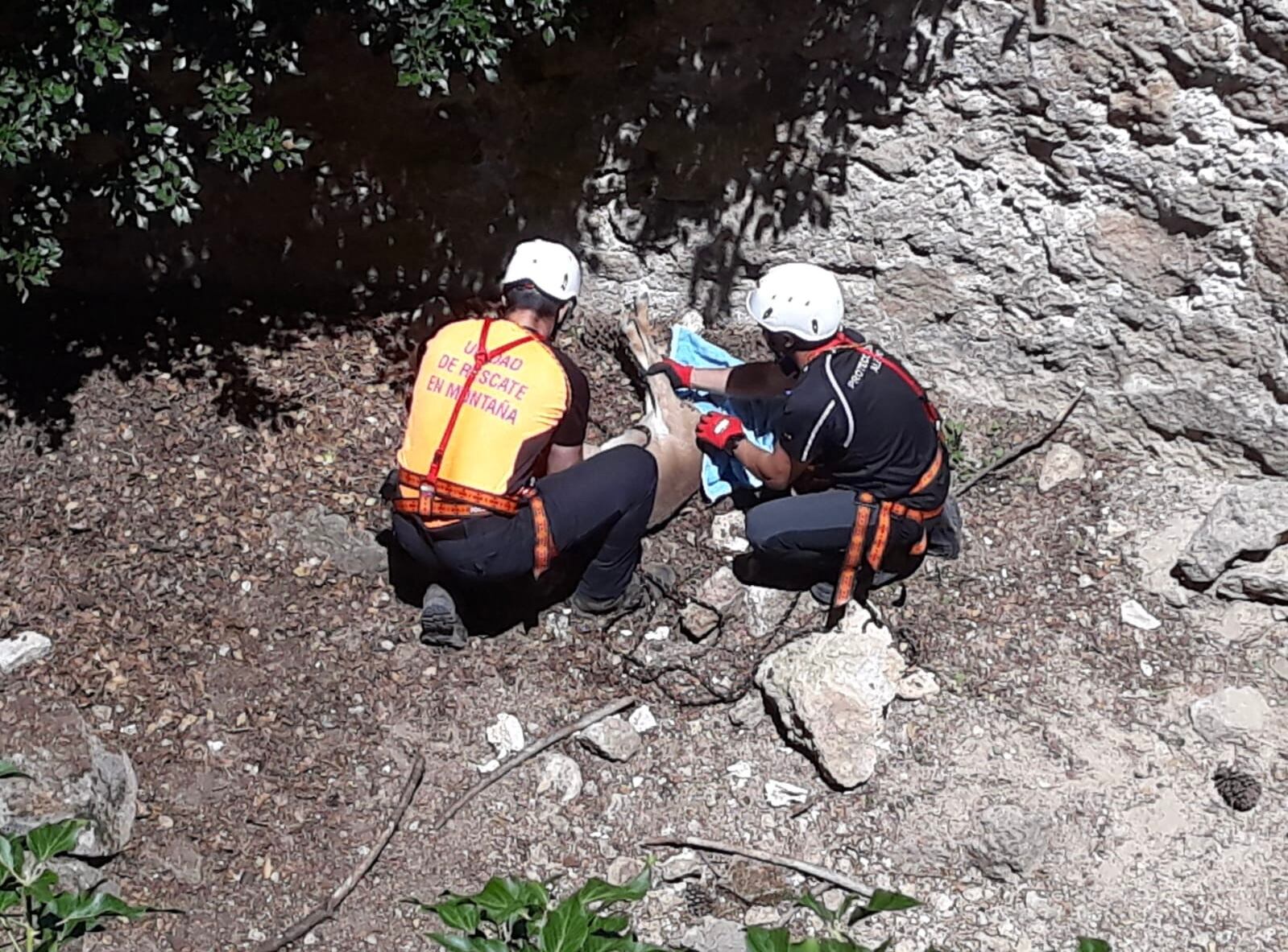 Servicios de emergencia rescatan una cría de Arruí