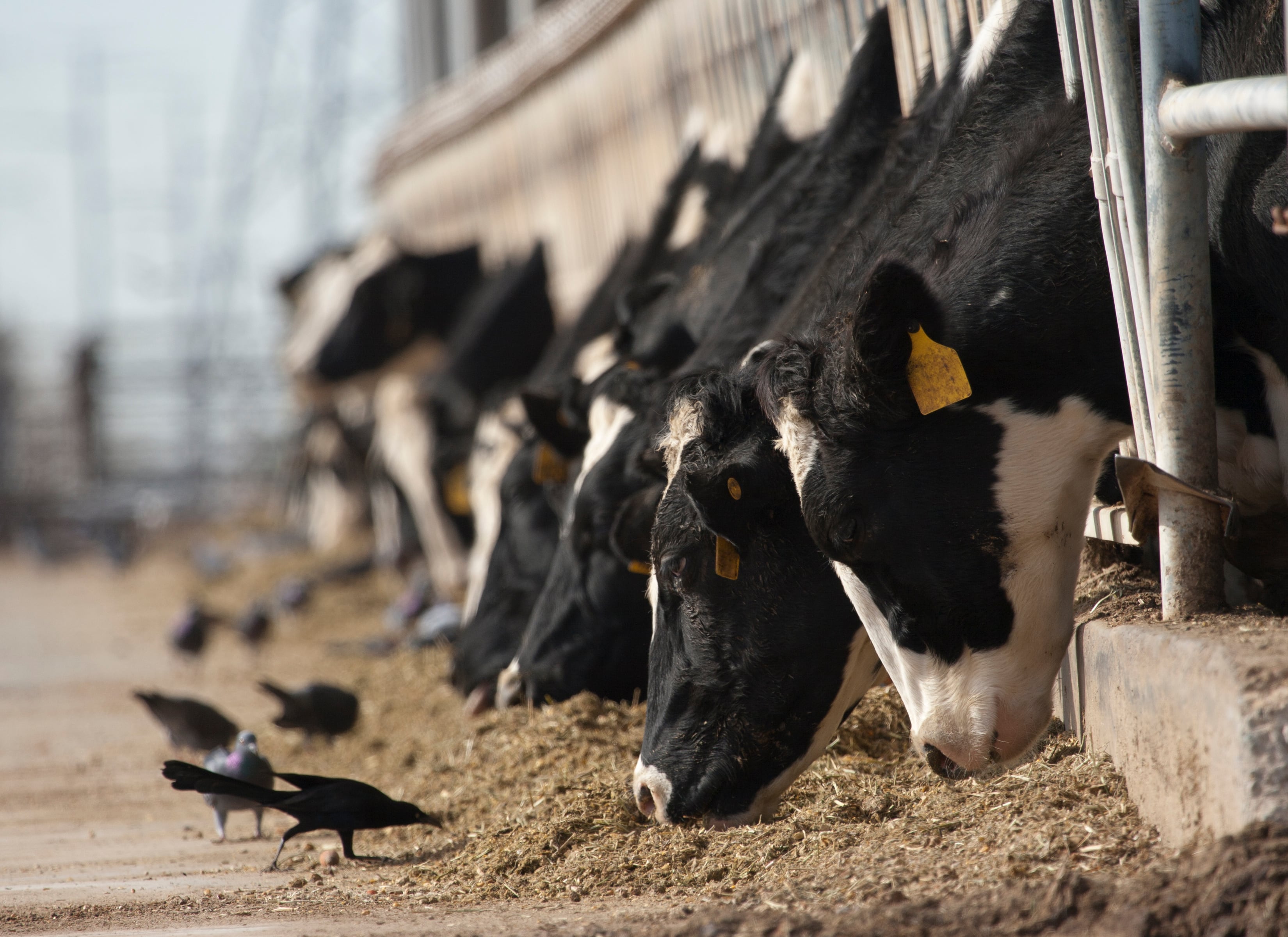 Vacas comen en una granja mientras cuervos también aprovechan el momento