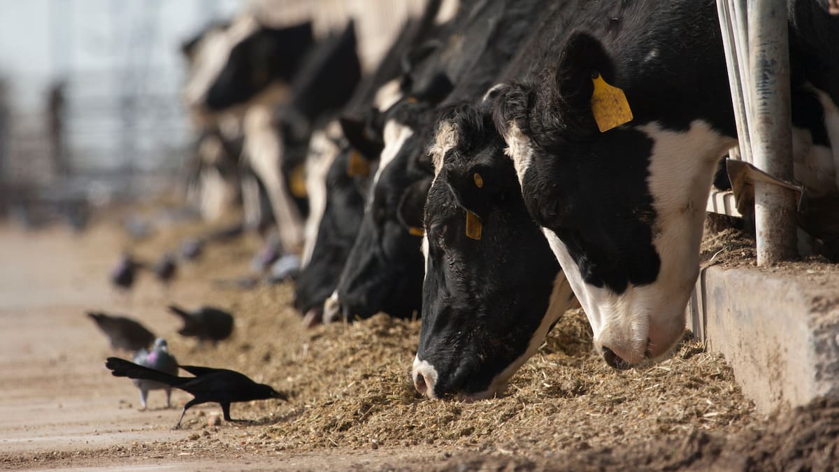 Así es la granja de Sarria en la que conviven nacionalidades de todo el mundo: "No tenemos migrantes trabajando, sino personas empleadas"