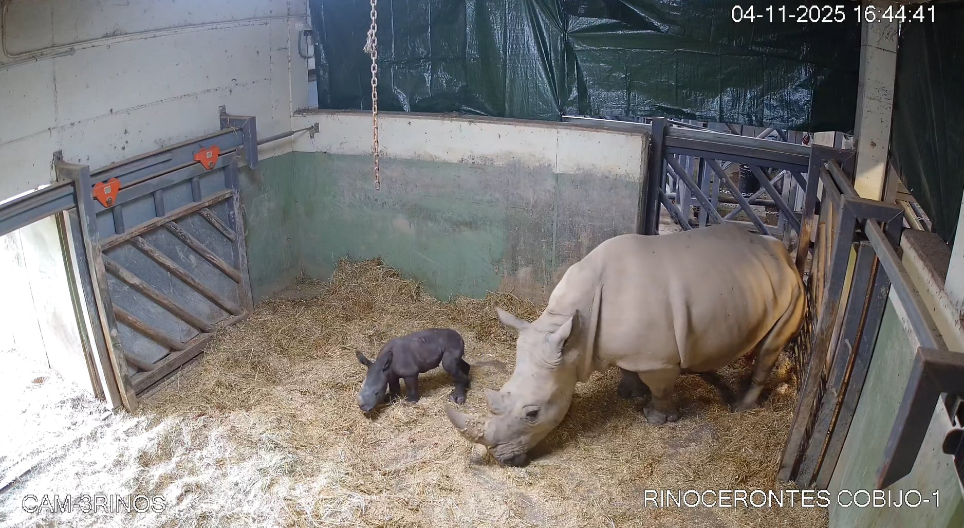 BIOPARC València vive con emoción y “en directo” el primer nacimiento de un rinoceronte