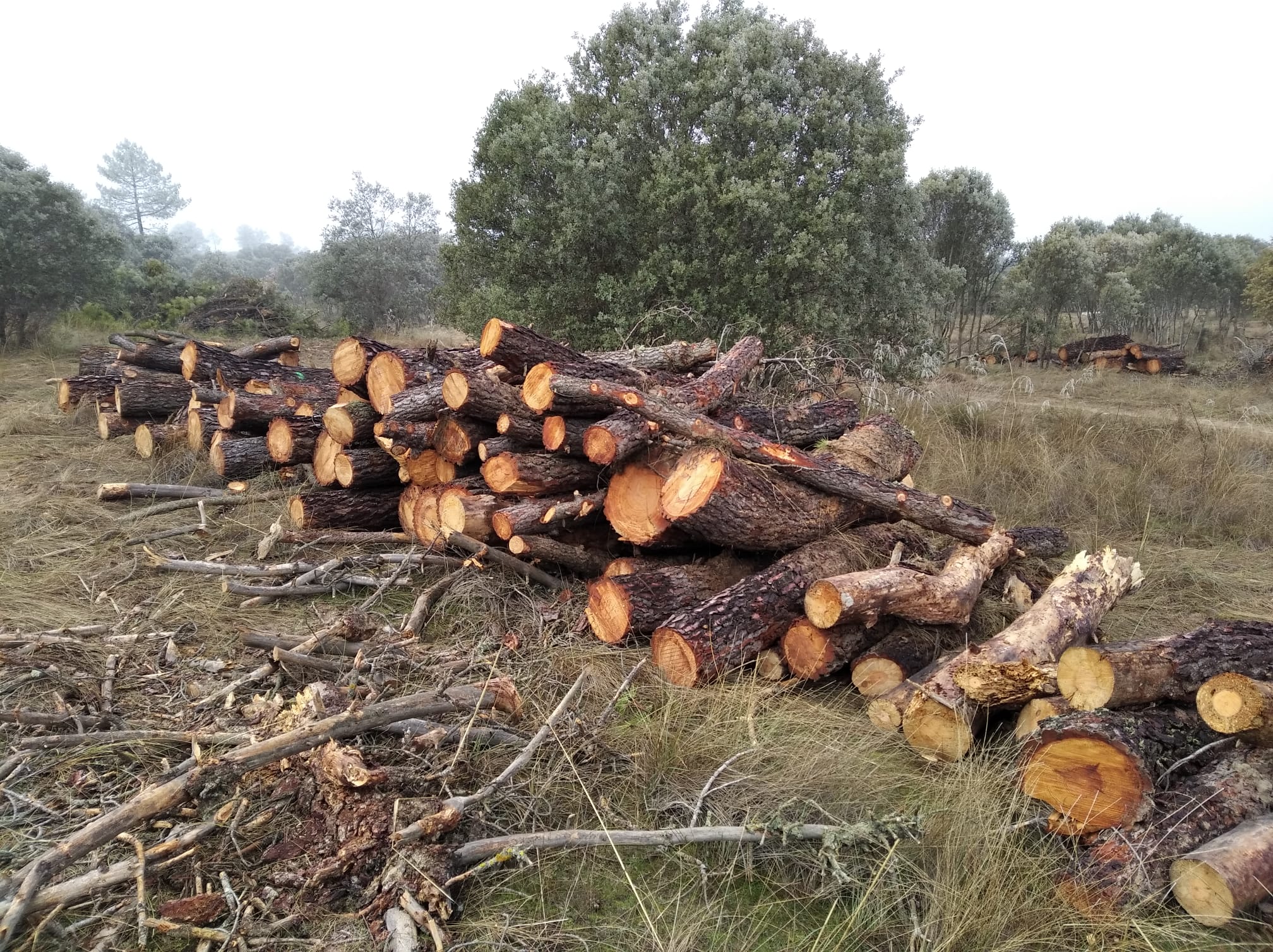 La tala afecta a un buen número de pinos