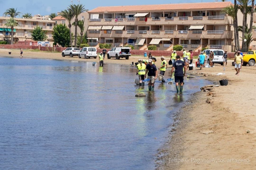 Peces muertos en el Mar Menor, labores de limpieza