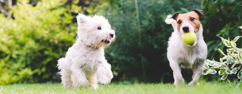 Perros corriendo por un parque