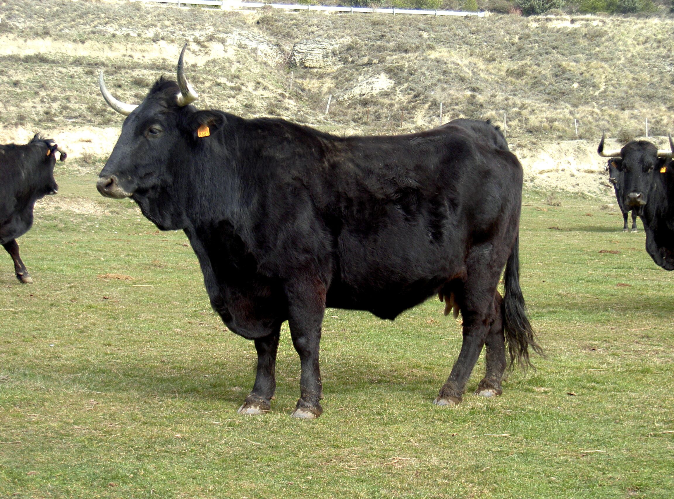 Vaca Serrana negra.