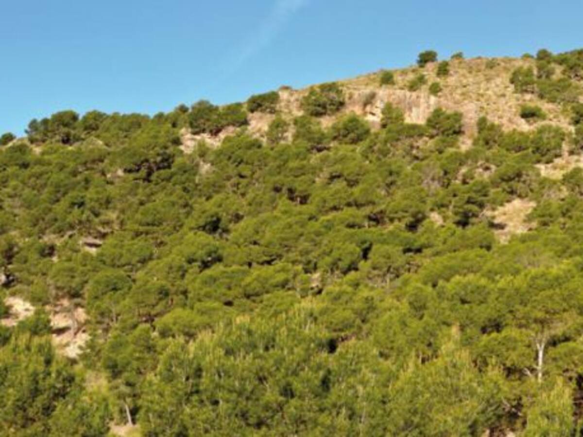 "El otoño en la selva de Espuña"