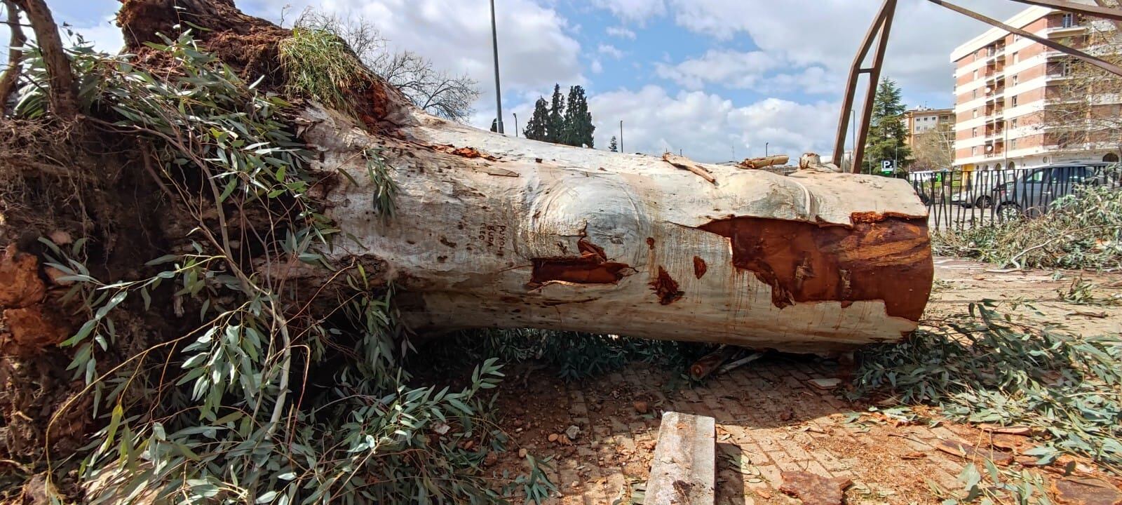 Eucalipto centenario dañado por un tornado en Córdoba