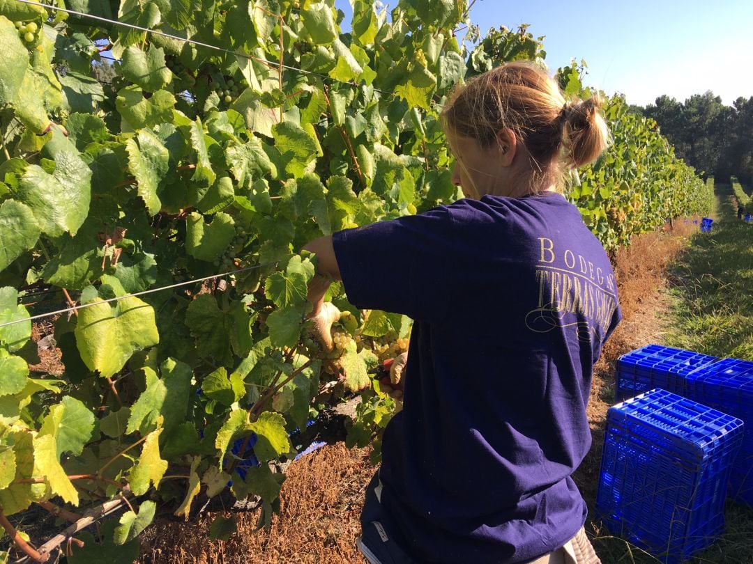 Vendimia en la bodega Terras Gauda.