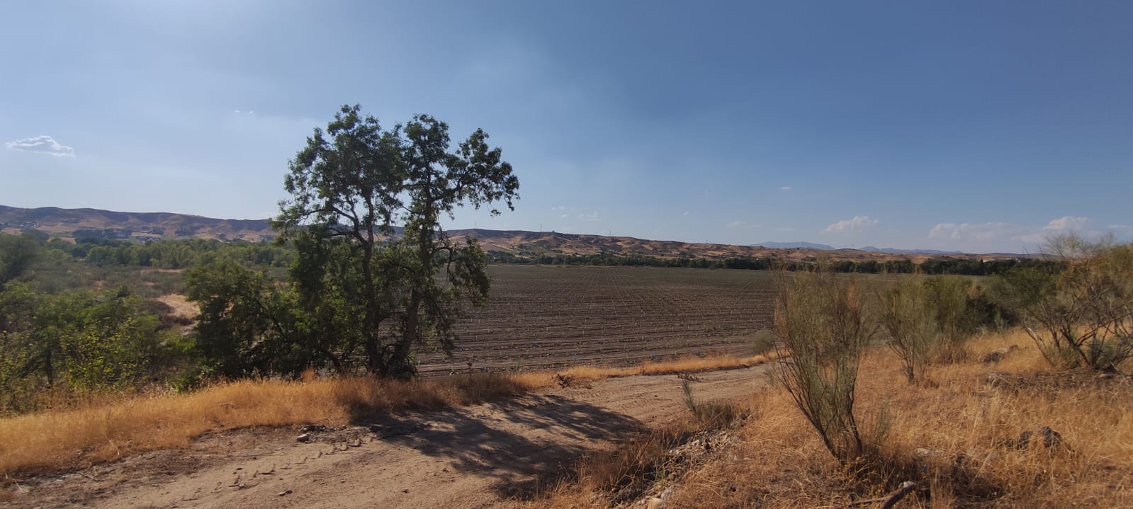 Plantación de pistacho en Valdetorres del Jarama