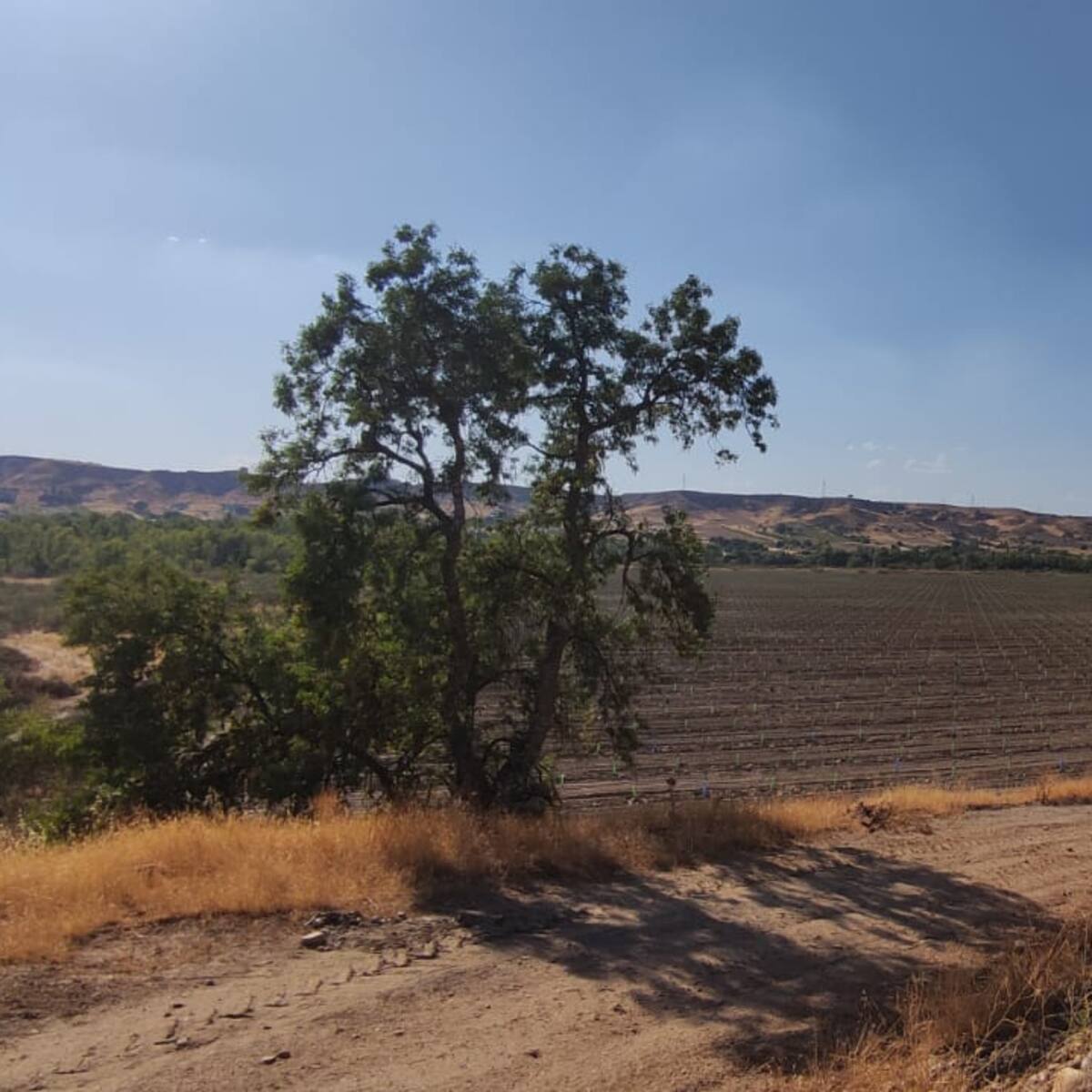 Más Madrid denuncia la plantación de pistachos en Valdetorres de Jarama que deja a corzos “atrapados y muriendo de sed”