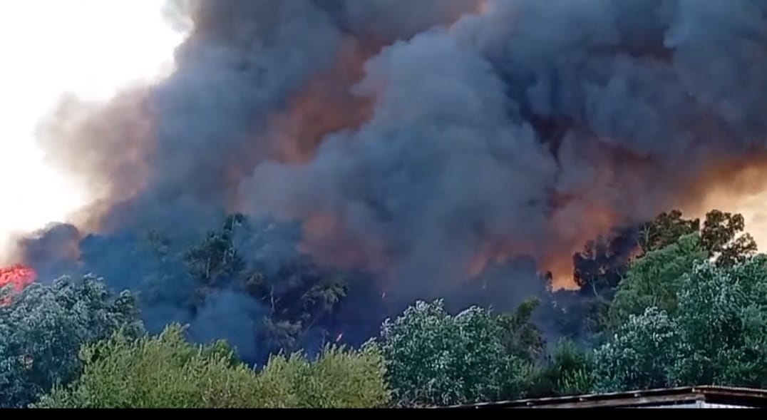 Imágenes del humo y las llamas desde las huertas en Palma del Río.