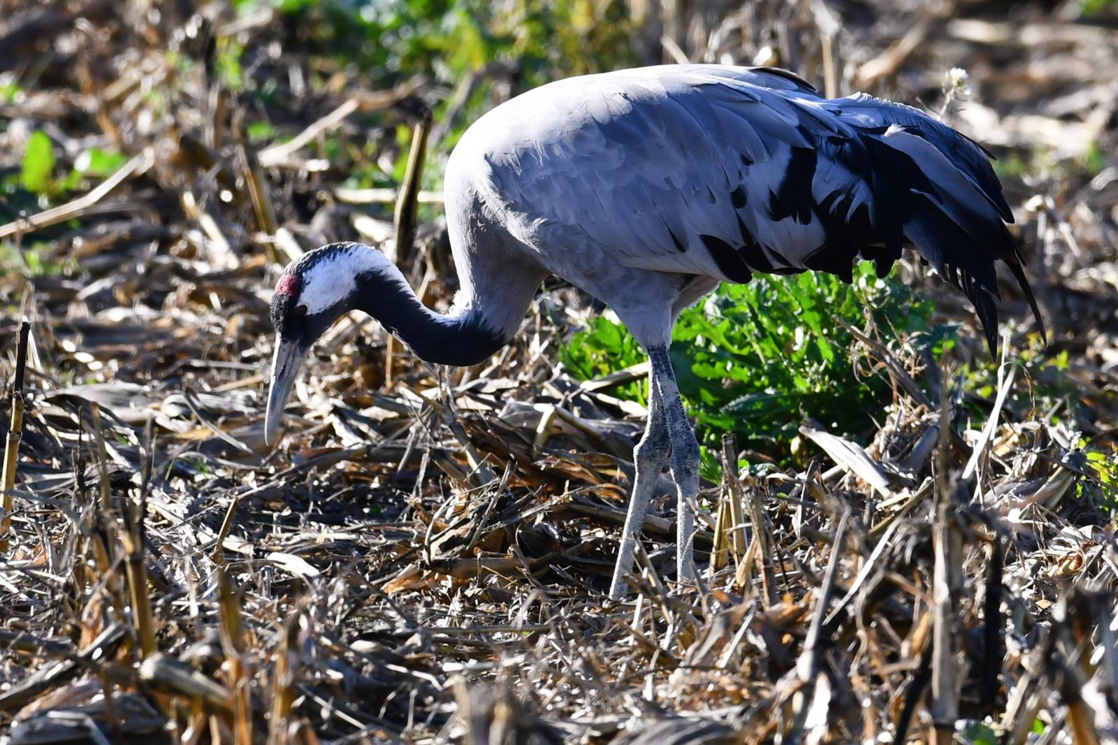 Grullas sanas/ ANSAR