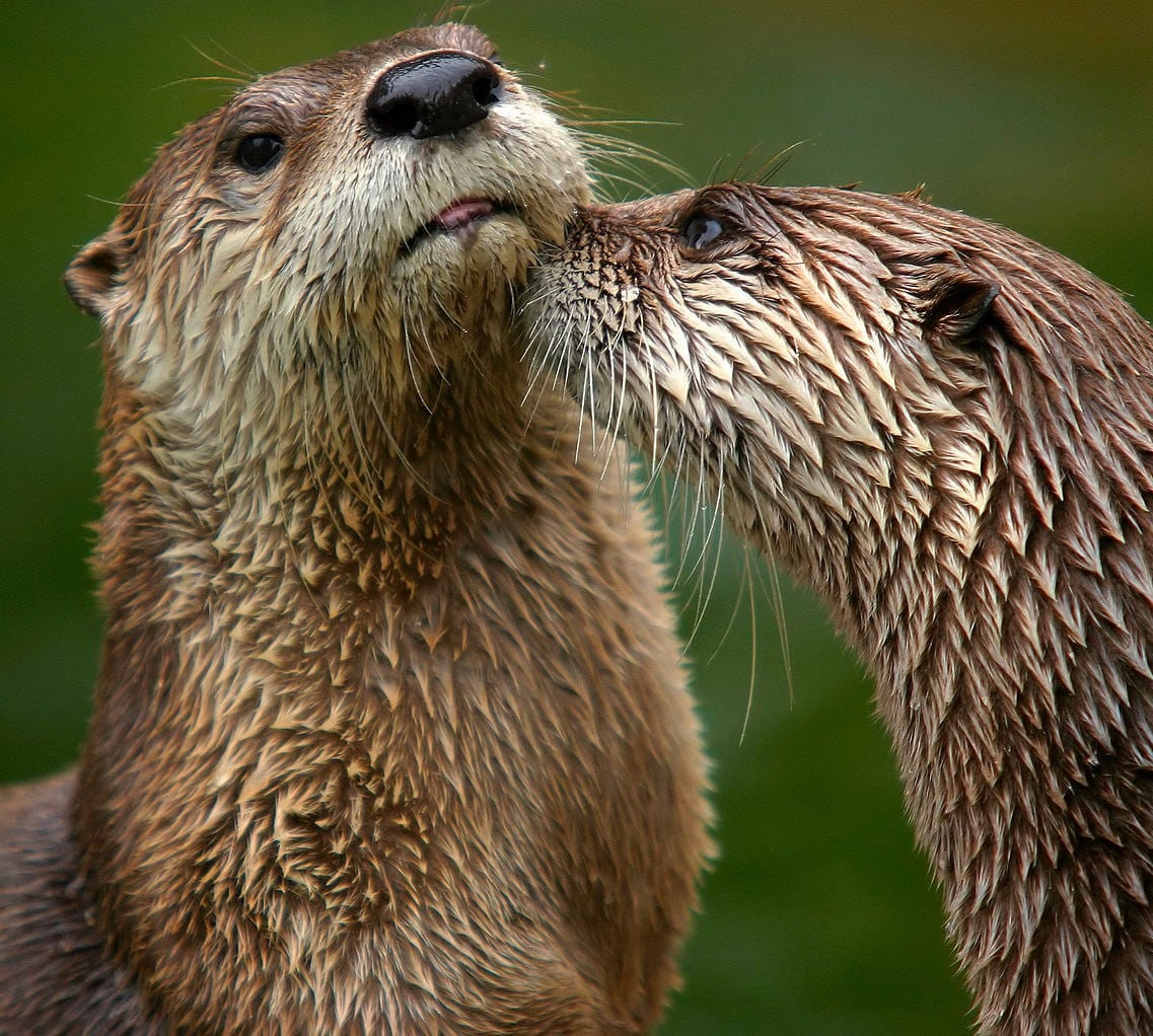 El Consorcio del Mijares realizará nuevos estudios para la conservación de la nutria en el paisaje protegido