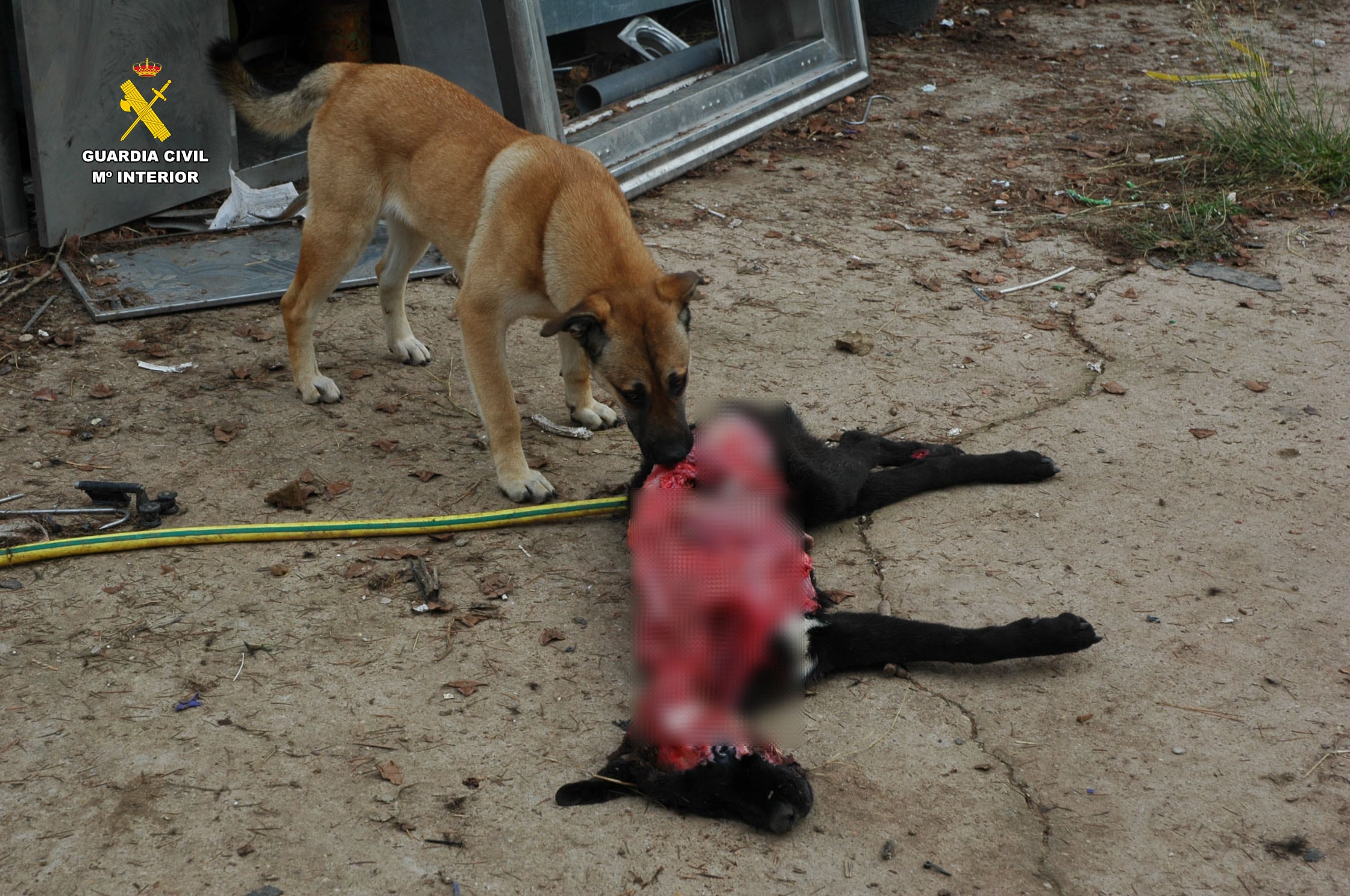 Maltrato animal en La Rioja: un perro muerto y otros seis abandonados, sin comida y rodeados de excrementos