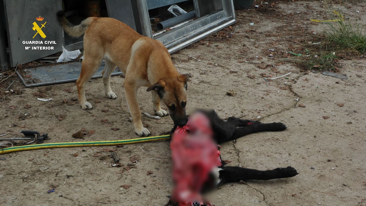 Maltrato animal en La Rioja: un perro muerto y otros seis abandonados, sin comida y rodeados de excrementos