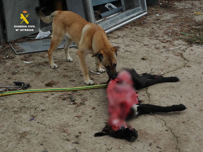 Maltrato animal en La Rioja: un perro muerto y otros seis abandonados, sin comida y rodeados de excrementos