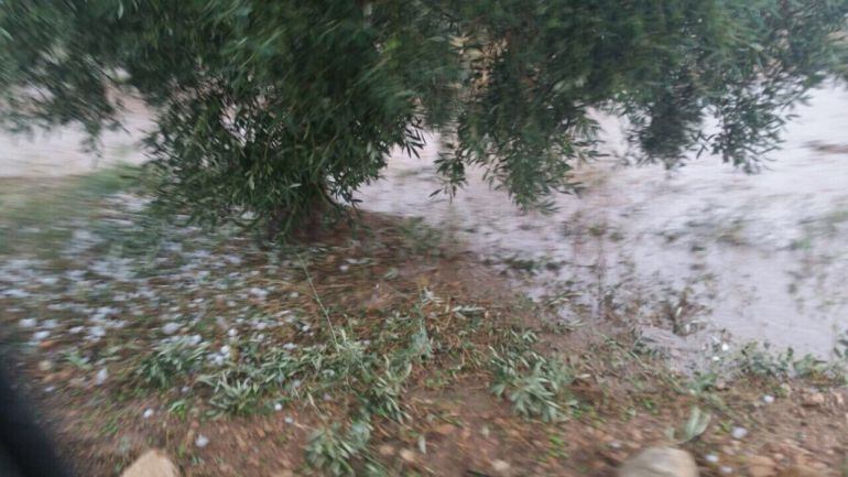 Daños en el olivo ocasionados por el granizo