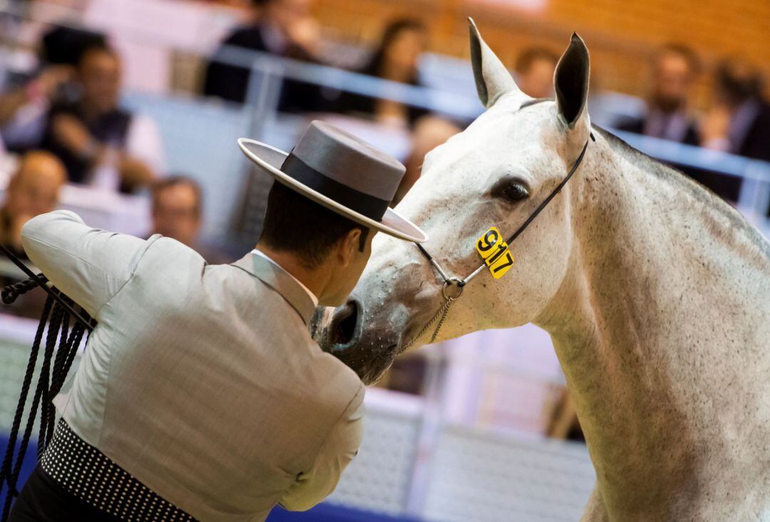 Uno de los ejemplares que participan en el Salón Internacional del Caballo (SICAB) que se está desarrollando en Sevilla, hoy en el segundo día de su 29 edición, en la que hasta el domingo 24 de noviembre reunirá 1.075 caballos de 343 ganaderías nacionales e internacionales. 