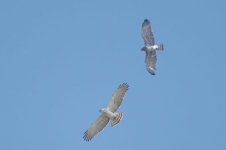 Águilas en el cielo de Beniopa